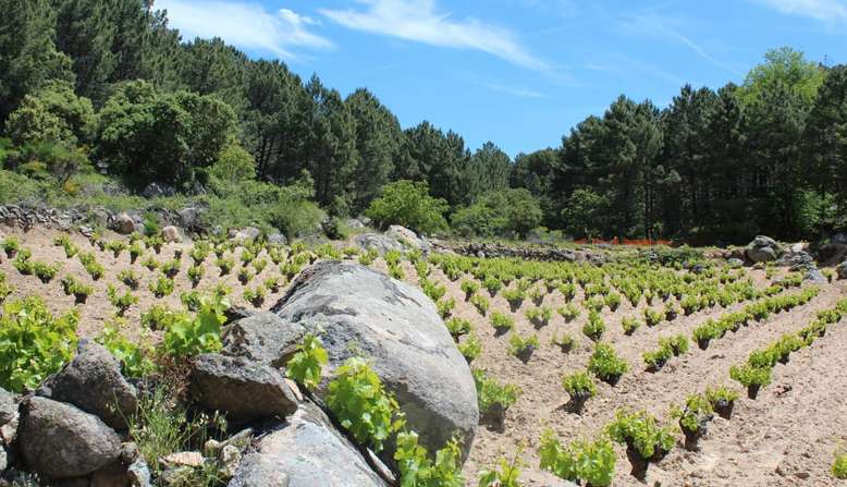4 monos viticultores viñedo