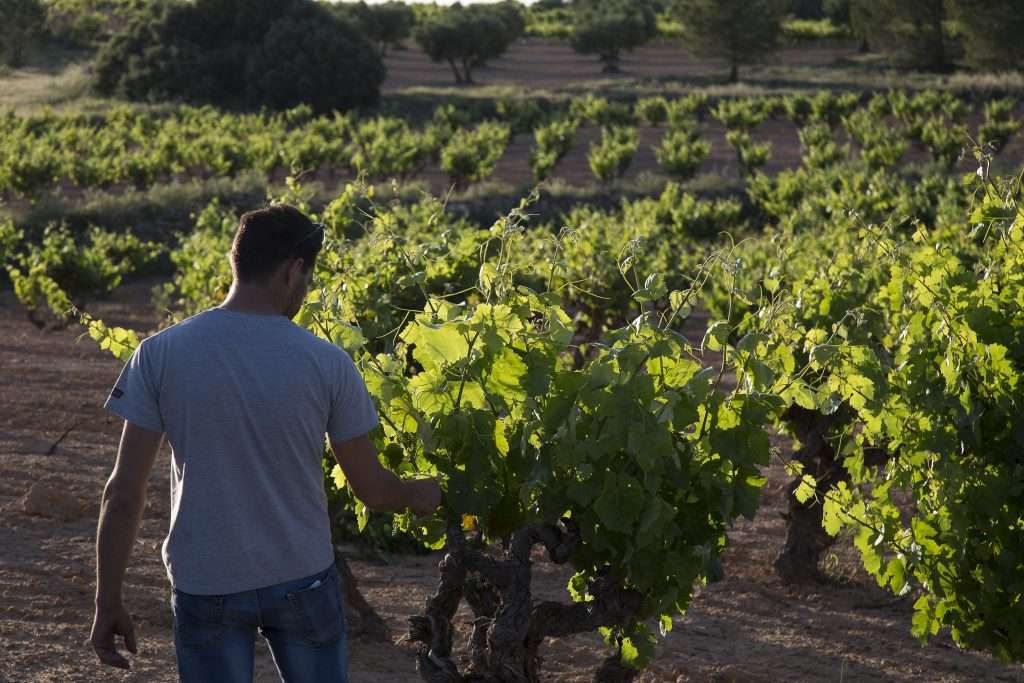 Bodegas Ponce Estrecha Bodegas Ponce Estrecha