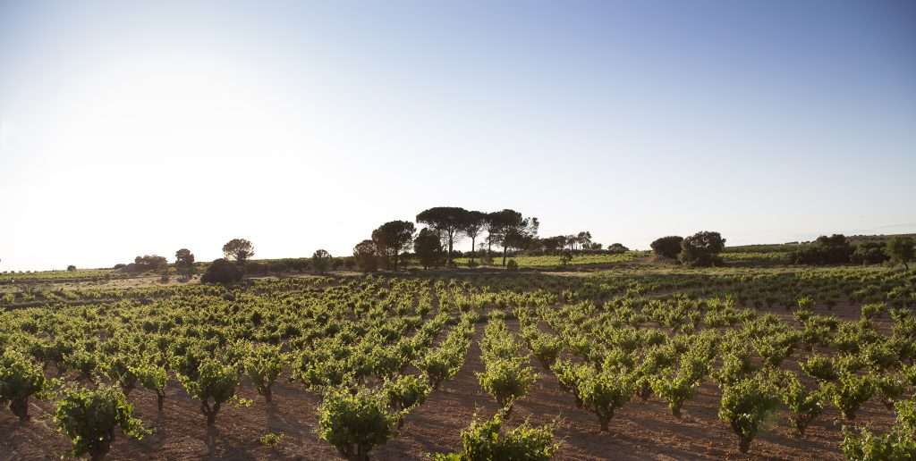 Bodegas Ponce Estrecha 2 Bodegas Ponce Estrecha