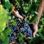 Bodegas Frontonio Bodegas Frontonio