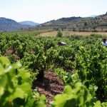 Bodegas Frontonio Bodegas Frontonio