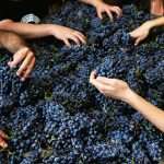 Bodegas Frontonio Bodegas Frontonio