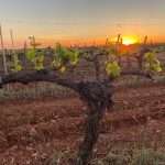 Viñedo Finca Élez Finca Elez