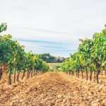 celler colet 2 Celler Colet Viticultors