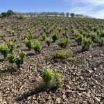 raices ibericas 3 Raíces Ibéricas