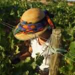 vendimia 2020 finca elez Finca Elez