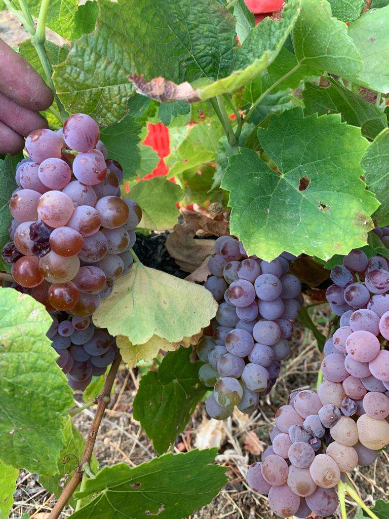 Arribas-Wine-10 Arribas Wine