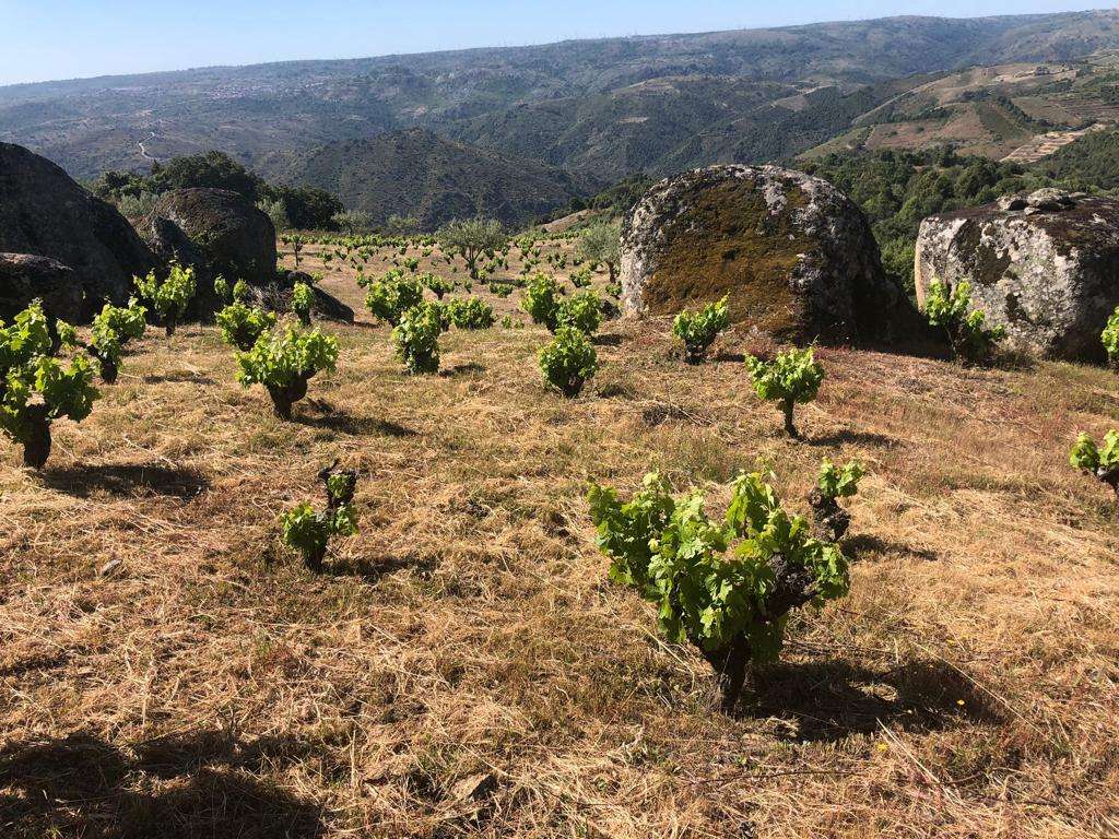 Arribas-Wine-12 Arribas Wine