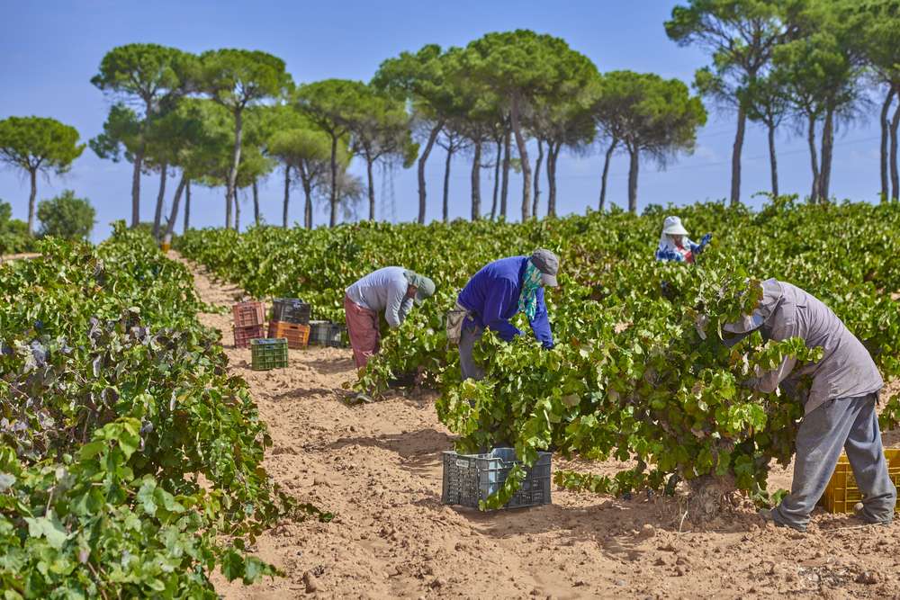 Moravia Casablanca_Vendimia_Finca Sandoval_381 Finca Sandoval
