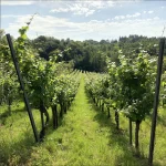 Txakoli Zudugarai 2 Txakoli Zudugarai