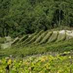 VINEYARD 3 Soalheiro