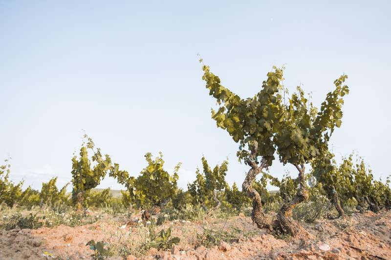 bodegas-antidoto-4 Bodegas Antídoto