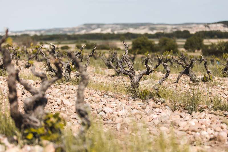 bodegas-antidoto-5 Bodegas Antídoto