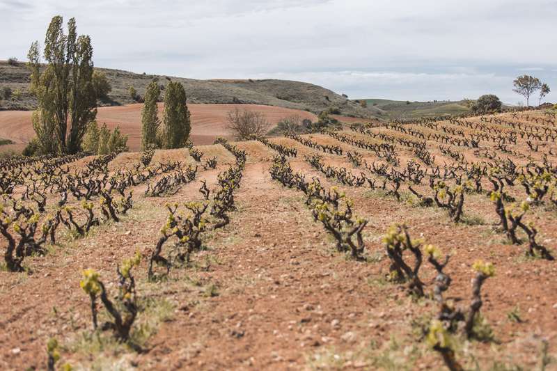 bodegas-antidoto-6 Bodegas Antídoto