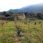 Bodegas Arrayán