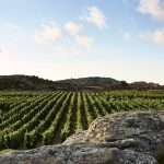 2020-08-17 T-oinos Winery