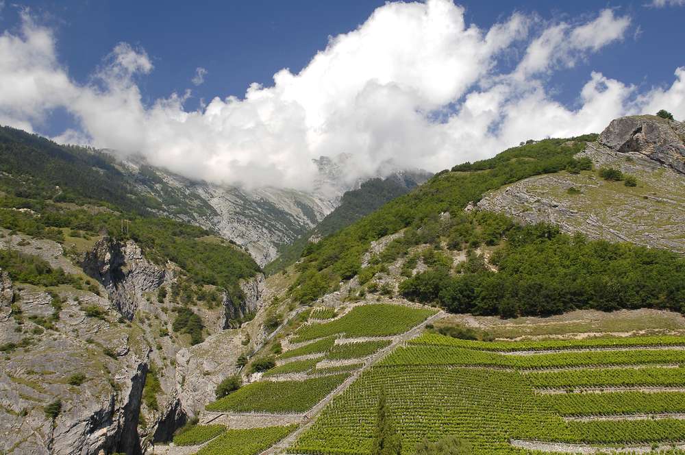 Domaine Vignoble Balavaud
