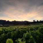 IMG_20210714_222241-01