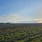 Terroir Champenois