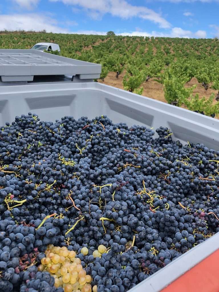 akilia-vinos