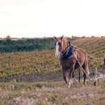 caballo