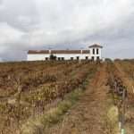 visita-bodega-pentateuco-589x392 Pentateuco Wines