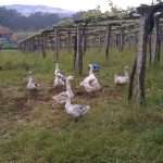 finca pedreira