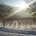 Bodegas Itsasmendi 5