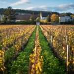 chassagne-montrachet-1er-cru-maltroie