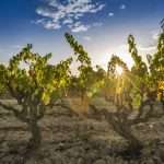 Vinos Anima Mundi