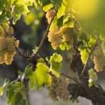 Vinos Anima Mundi