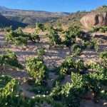 IMG_4123 Marc Isart - Salvajes de Gredos - Bodegas Cinco Lenguas
