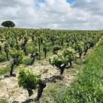 La-Platera-muchada-leclapart Bodega Muchada-Léclapart