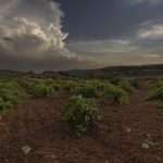 _M3A7686 Marc Isart - Salvajes de Gredos - Bodegas Cinco Lenguas