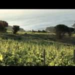 Perdigué 4 Domaine de la Rectorie