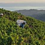 Vignes Vendanges Domaine de la Rectorie