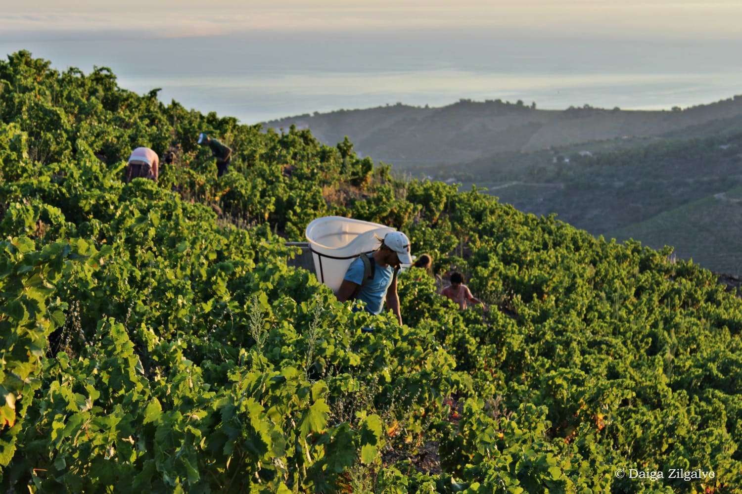 Vignes Vendanges Domaine de la Rectorie