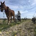 vinicultura-muchada-leclapart Bodega Muchada-Léclapart
