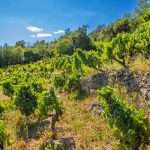 img75 Bodega RETA