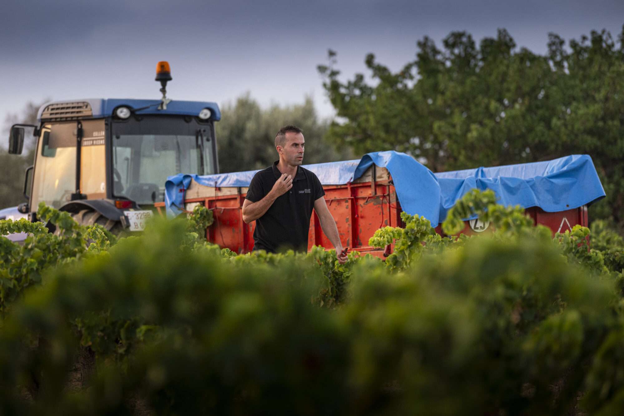 Celler Josep Vicens, Terra Alta