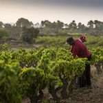 Celler Josep Vicens, Terra Alta