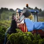 Celler Josep Vicens, Terra Alta