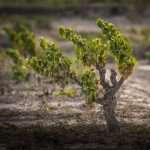 Celler Josep Vicens, Terra Alta