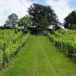 Clos_du_Chene_Vert_2_-p