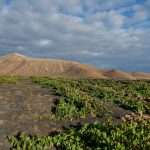 Tenesar Jable de Tao - Lanzarote
