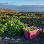 Teneser-Vinos-de-Lanzarote-Jable-de-TAO-2-1536x1025 Jable de Tao - Lanzarote