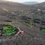 Vinos-de-Lanzarote-Jable-de-TAO-Chupadero-7-1536x1024 Jable de Tao - Lanzarote