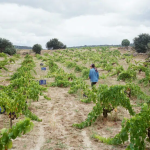 bodega-reventon-3 Bodega El Reventón, Sierra de Gredos