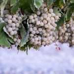 racimouvasconsueloalbarizo Bodega Lagar de los Frailes