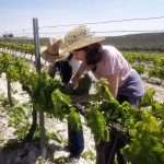 oznor Bodega Lagar de los Frailes